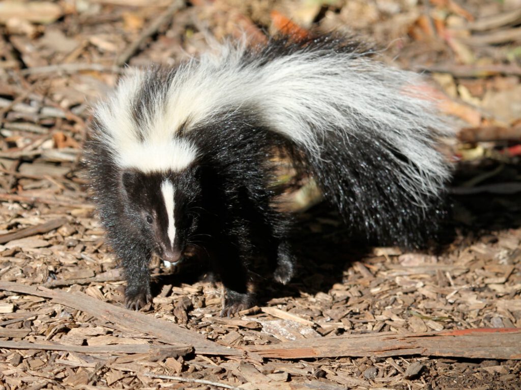 A skunk on forest ground, one of the wild mammals in Texas recently confirmed to carry avian flu, according to Texas Parks and Wildlife.