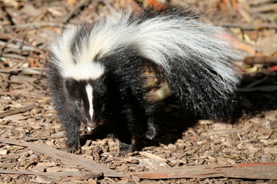 A skunk on forest ground, one of the wild mammals in Texas recently confirmed to carry avian flu, according to Texas Parks and Wildlife.