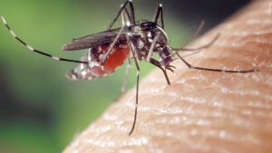 Close-up of mosquito biting human skin, linked to West Nile virus and St. Louis Encephalitis cases reported in Lubbock County in August 2025.