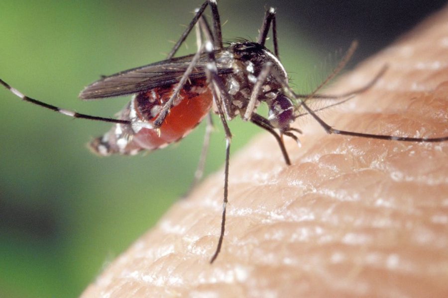 Close-up of mosquito biting human skin, linked to West Nile virus and St. Louis Encephalitis cases reported in Lubbock County in August 2025.