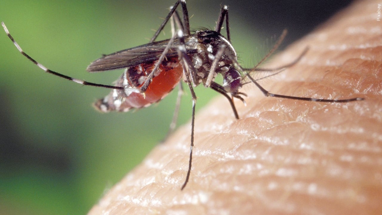 More mosquito-borne illnesses detected in Lubbock County