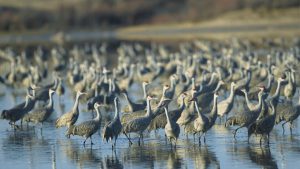 Flock of sandhill cranes wading in shallow water at Muleshoe National Wildlife Refuge in Texas.