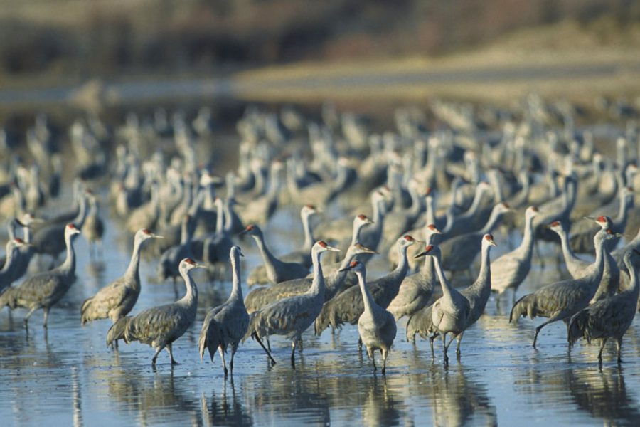 Flock of sandhill cranes wading in shallow water at Muleshoe National Wildlife Refuge in Texas.