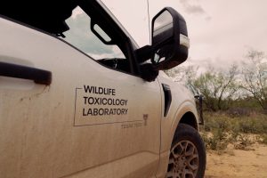 Texas Tech Wildlife Toxicology Laboratory truck conducting field research on quail populations and environmental health.