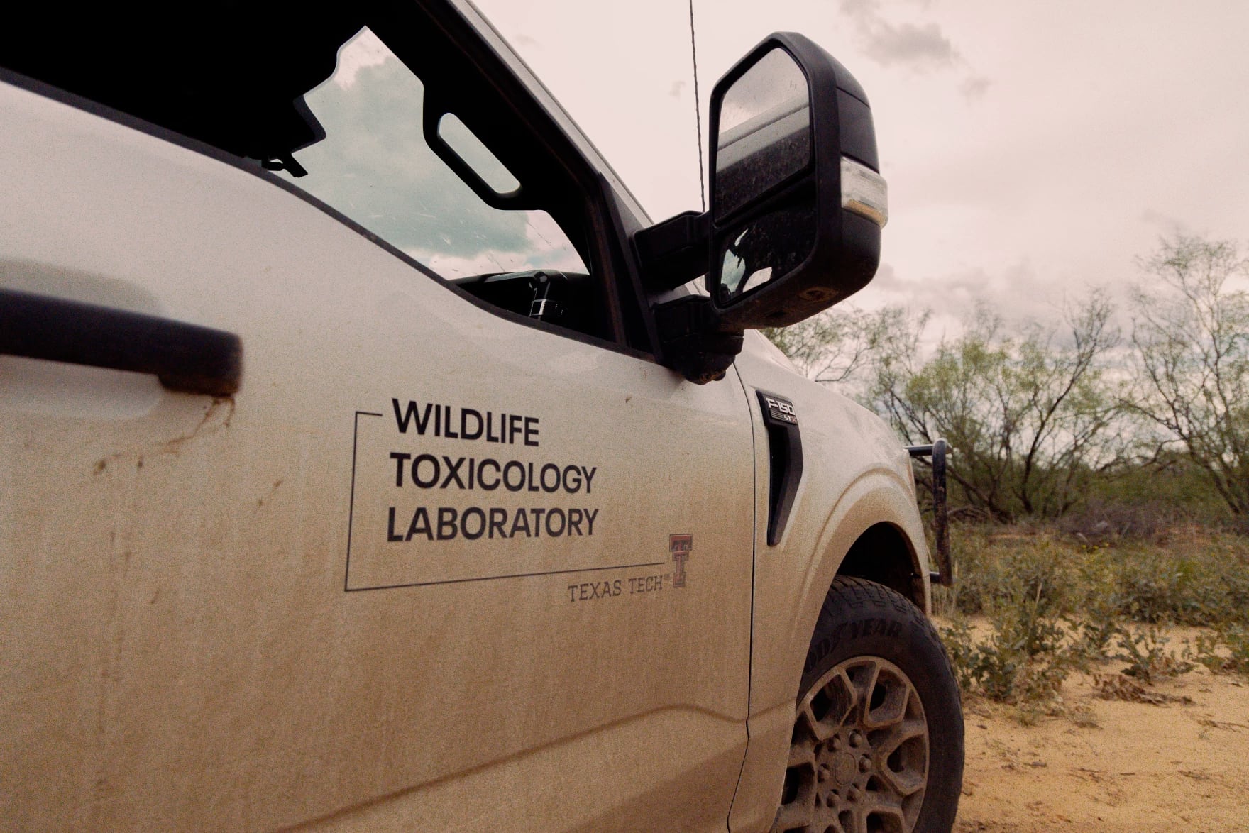 Texas Tech researcher develops first-of-its-kind medicated wildlife feed, boosting quail populations
