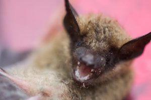 Close-up of a bat baring its teeth.