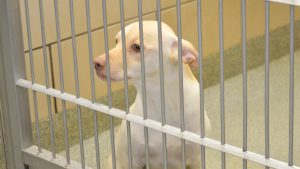 A dog sitting behind bars inside a kennel at the Lubbock Animal Shelter.