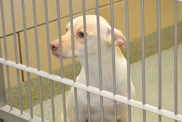A dog sitting behind bars inside a kennel at the Lubbock Animal Shelter.