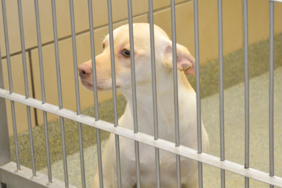 A dog sitting behind bars inside a kennel at the Lubbock Animal Shelter.