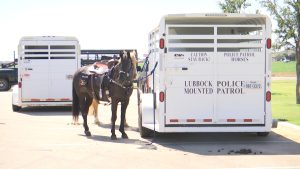 Lubbock Police Department Mounted Patrol horses standing beside their white police trailer labeled “Police Patrol Horses” in a parking lot.