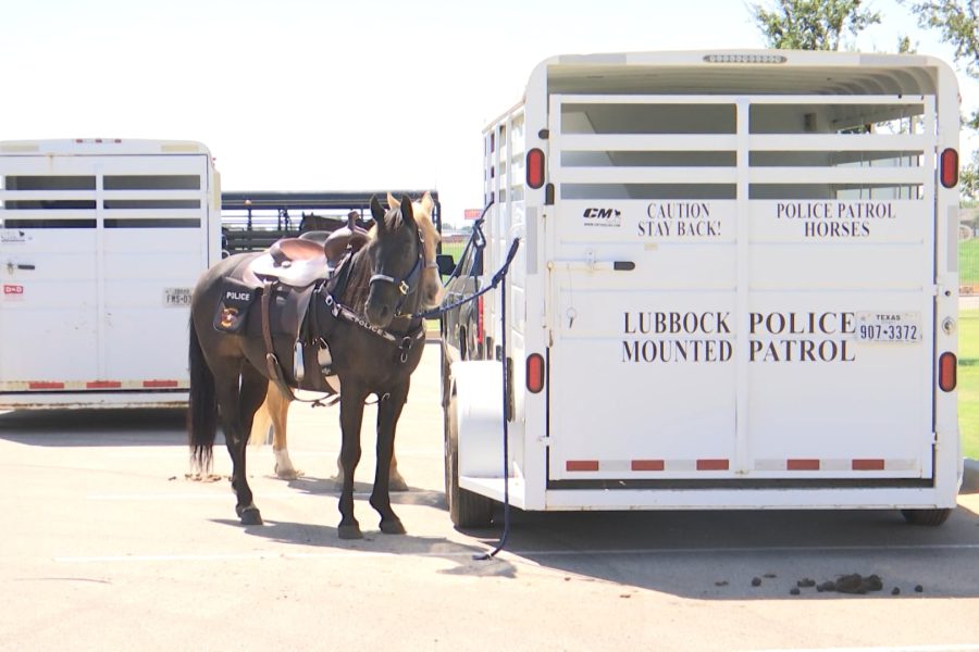 Lubbock Police Department Mounted Patrol horses standing beside their white police trailer labeled “Police Patrol Horses” in a parking lot.