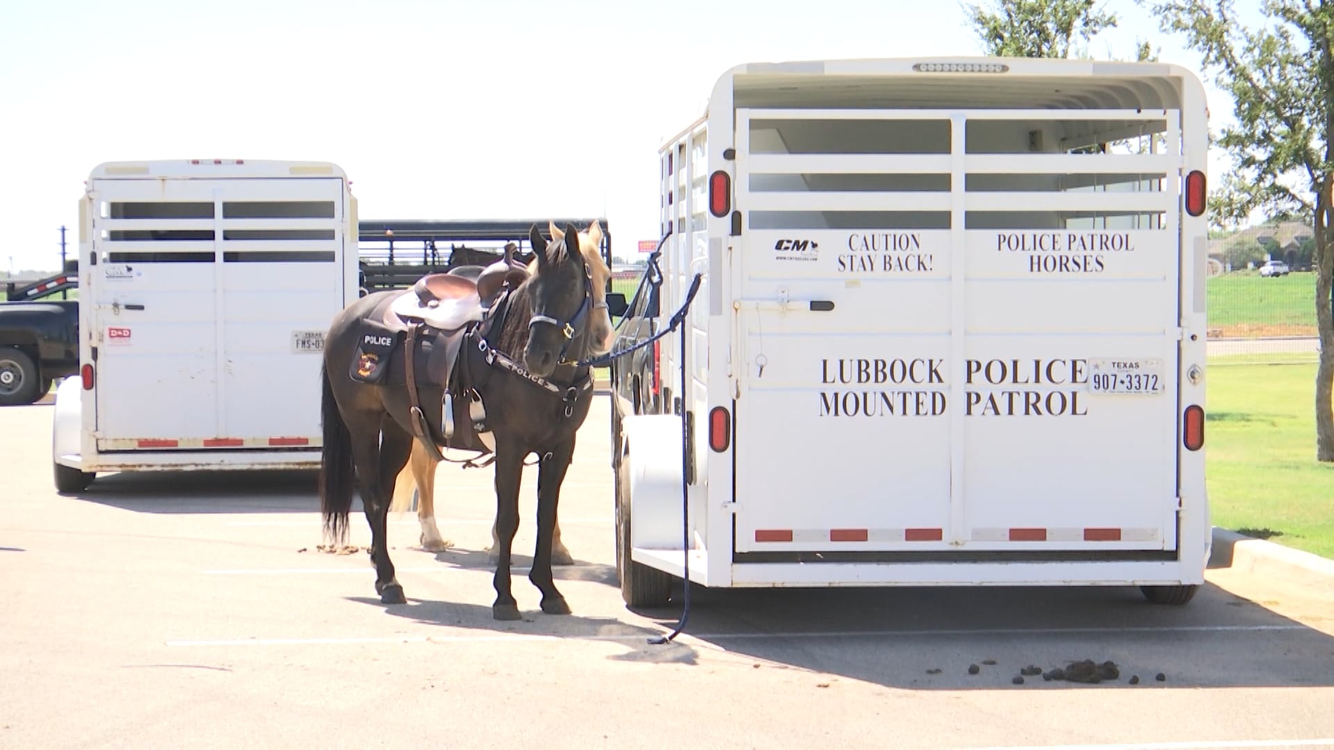 Lubbock’s Newest Drug Dog Is a Horse — and Apparently, It Works