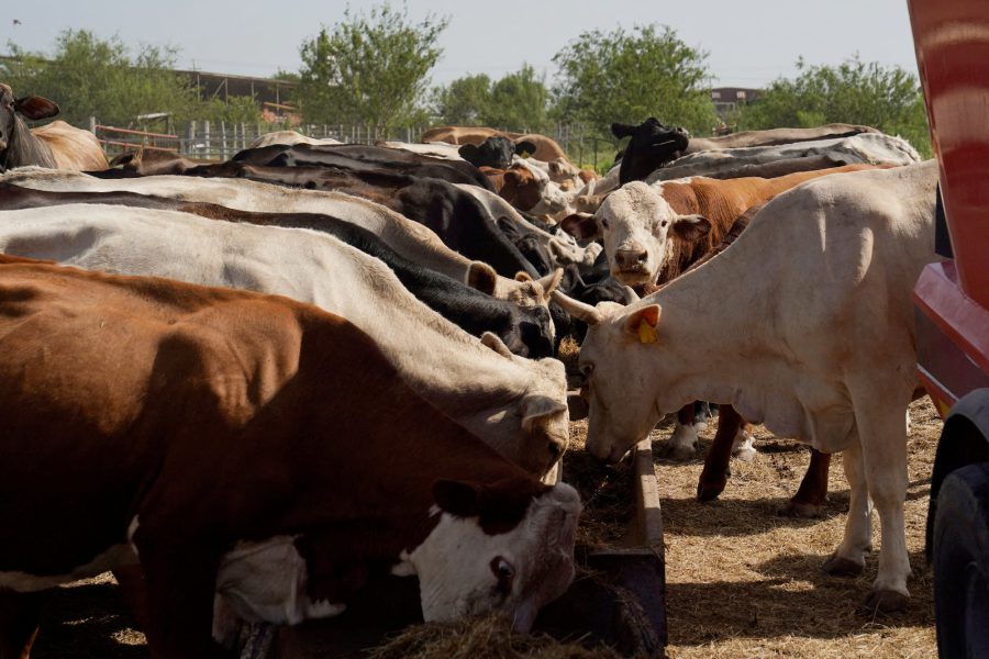 A large group of cattle crowded around a feed trough on a Texas ranch, illustrating the impact of drought and shrinking U.S. cattle supplies.