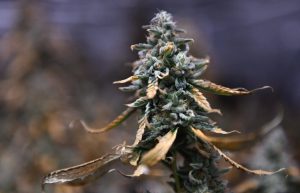 Close-up of a hemp plant with frosty buds and drying leaves at Caprock Family Farms in Lubbock.