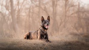 K9 Arlo, the Lubbock County Sheriff’s Belgian Malinois, lying in a field during training.
