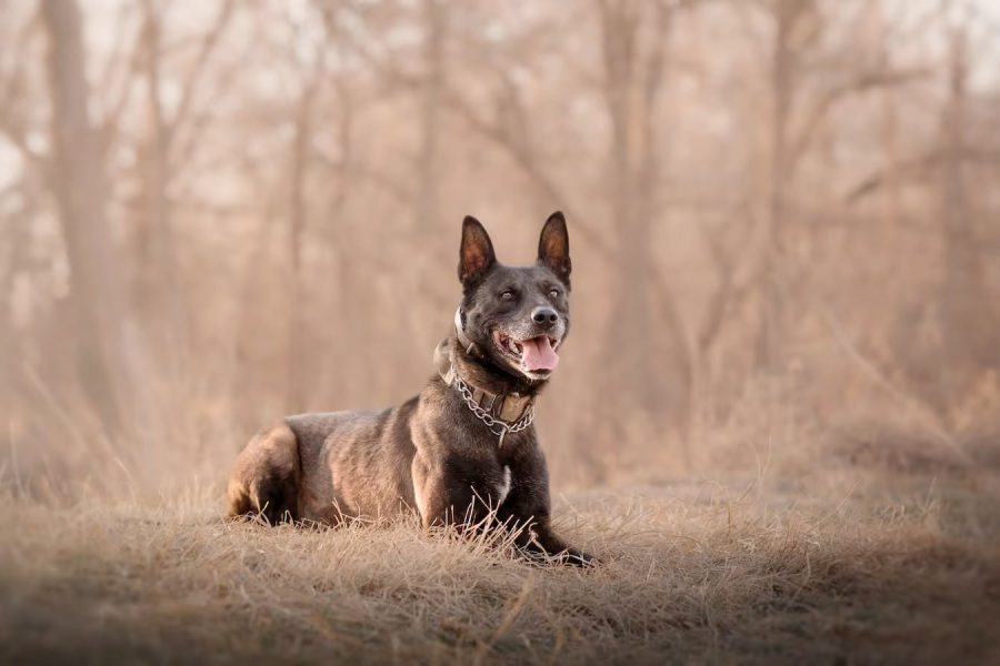 K9 Arlo, the Lubbock County Sheriff’s Belgian Malinois, lying in a field during training.