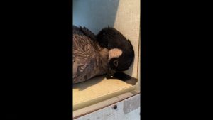 Sick goose showing severe avian flu symptoms with its head tilted and resting against a wall at the South Plains Wildlife Rehabilitation Center.