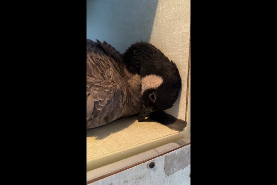 Sick goose showing severe avian flu symptoms with its head tilted and resting against a wall at the South Plains Wildlife Rehabilitation Center.