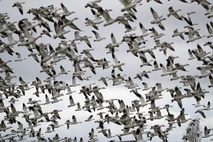 A large flock of white geese flying together across a cloudy sky, illustrating migratory birds linked to recent avian flu concerns in Lubbock.