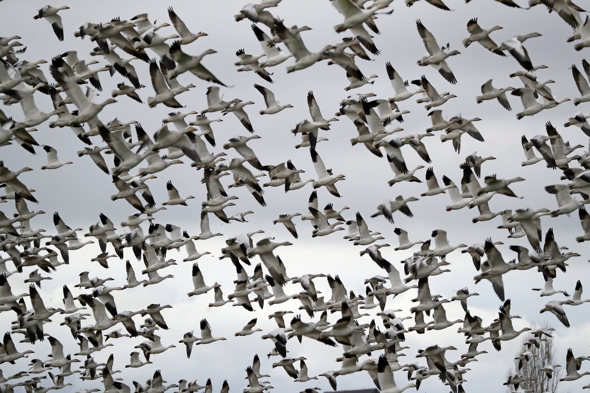 A large flock of white geese flying together across a cloudy sky, illustrating migratory birds linked to recent avian flu concerns in Lubbock.