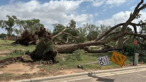 Large trees uprooted and toppled near Reese Center in Lubbock after June 2025 tornado, knocking over speed limit and no-thru-traffic signs like weather suggestions.