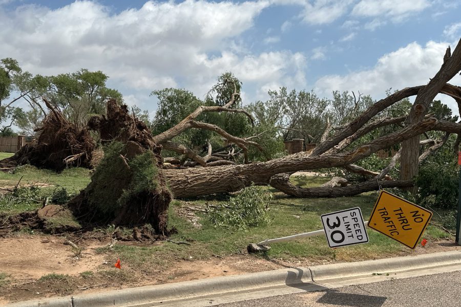 Large trees uprooted and toppled near Reese Center in Lubbock after June 2025 tornado, knocking over speed limit and no-thru-traffic signs like weather suggestions.