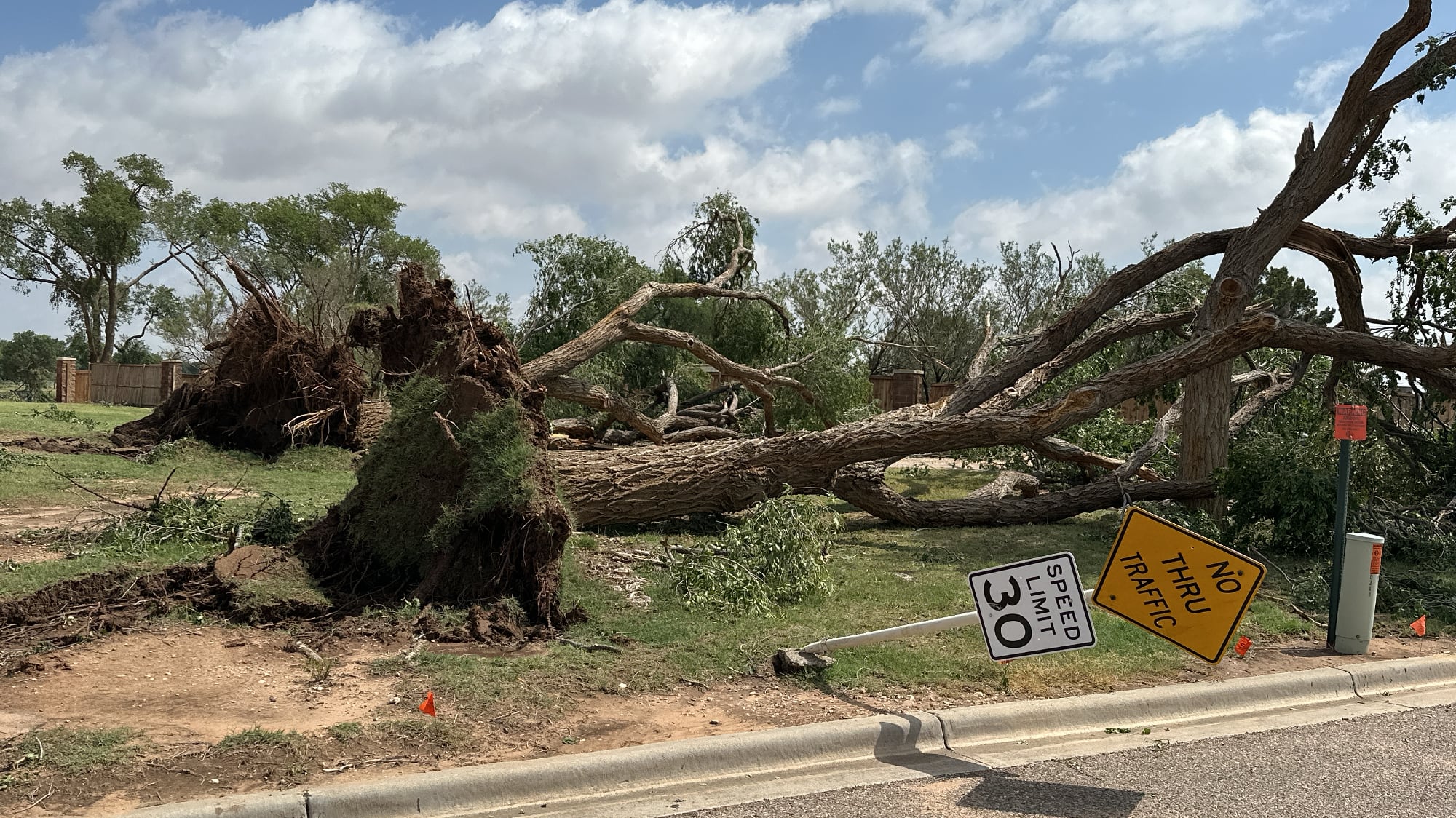 Large trees uprooted and toppled near Reese Center in Lubbock after June 2025 tornado, knocking over speed limit and no-thru-traffic signs like weather suggestions.