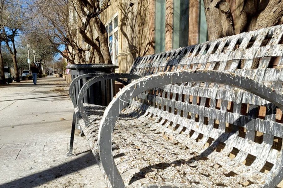 Bird droppings covering a public bench and sidewalk near University Avenue in Lubbock, highlighting an ongoing nuisance from roosting grackles.