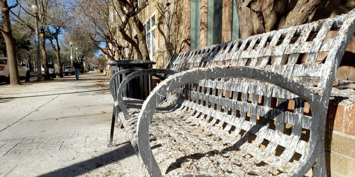 Bird droppings covering a public bench and sidewalk near University Avenue in Lubbock, highlighting an ongoing nuisance from roosting grackles.