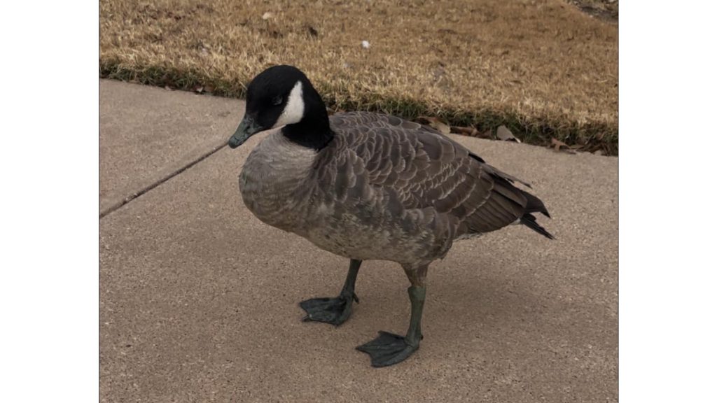 Canadian goose standing alone on a sidewalk in Lubbock, appearing lethargic and unwell amid local avian flu concerns.