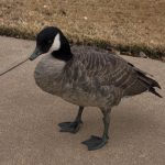 The “Zombie Movie” Prequel Nobody Asked For: Lubbock’s Floating Goose Buffet