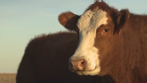A close-up of a brown and white cow in a dry West Texas field, representing the record-low national cattle inventory.