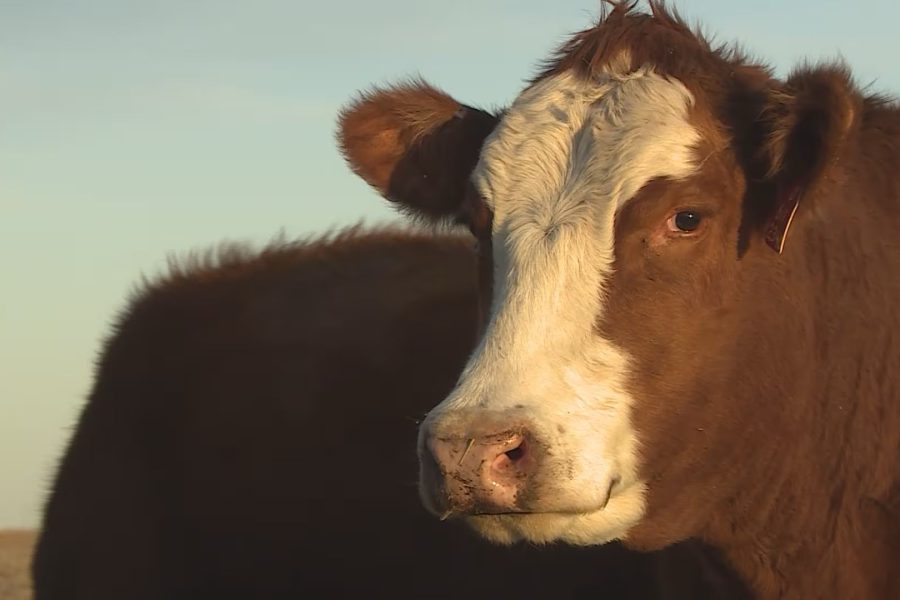 A close-up of a brown and white cow in a dry West Texas field, representing the record-low national cattle inventory.