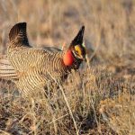 Sorry, Birds: The Lesser Prairie Chicken Is Now Just a Lesser Priority