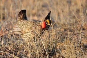 Sorry, Birds: The Lesser Prairie Chicken Is Now Just a Lesser Priority