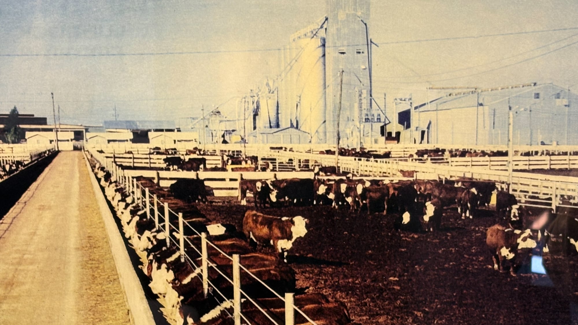 A wide, high-angle view of the Lubbock Feeders feedyard. The image shows dozens of cattle in fenced-in pens in the foreground, with large grain elevators and industrial agricultural buildings in the background under a clear sky.