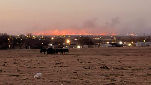 A wide shot of a glowing orange wildfire burning along the horizon at dusk, viewed from a barren field in the foreground where a small herd of cattle grazes near a dimly lit residential area.