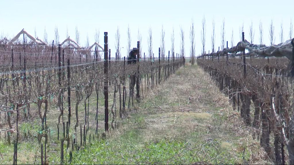 Rows of dormant or dying grapevines and fruit trees under a bleak, overcast Idalou sky, featuring a lone figure standing among the skeletal branches contemplating the futility of agriculture in a dust bowl.