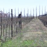 Mother Nature Clearly Hates Idalou, Local Peaches Scheduled for Early Execution