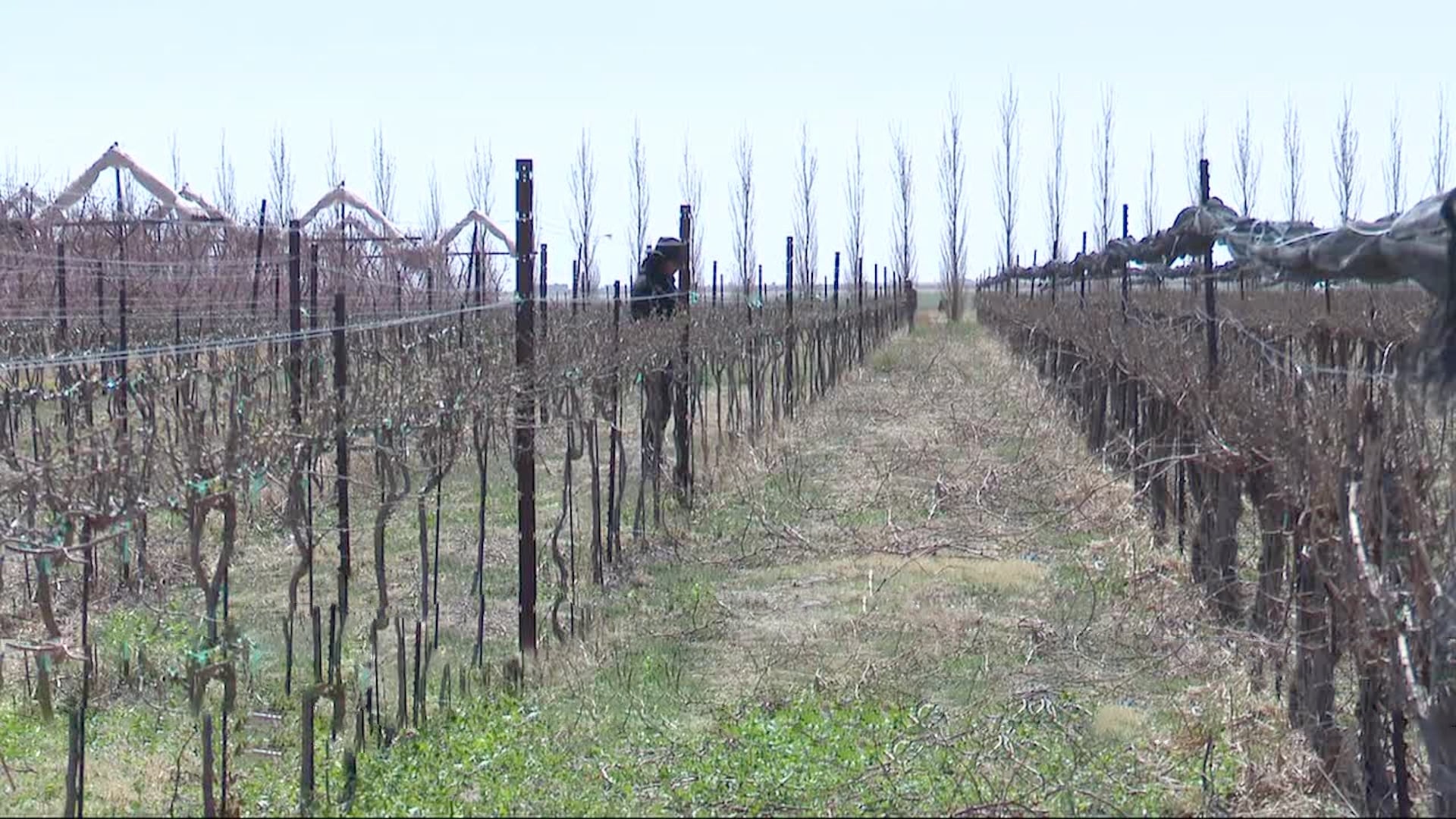Rows of dormant or dying grapevines and fruit trees under a bleak, overcast Idalou sky, featuring a lone figure standing among the skeletal branches contemplating the futility of agriculture in a dust bowl.