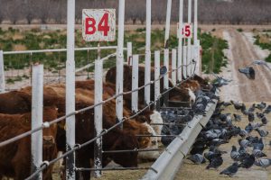A photograph of a line of mixed-breed cattle and numerous pigeons gathered and feeding together at a metal trough in a working feedlot. A weathered white sign with red text 'B4' is prominent in the foreground.