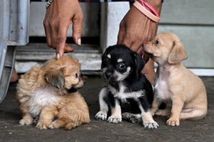 Three small, adorable puppies sitting closely together on a concrete floor while being gently petted by two people, highlighting pets at risk during the Texas screwworm outbreak.