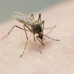Welcome Our New Insect Overlords: West Nile Mosquitoes Officially Join the Party in Lubbock