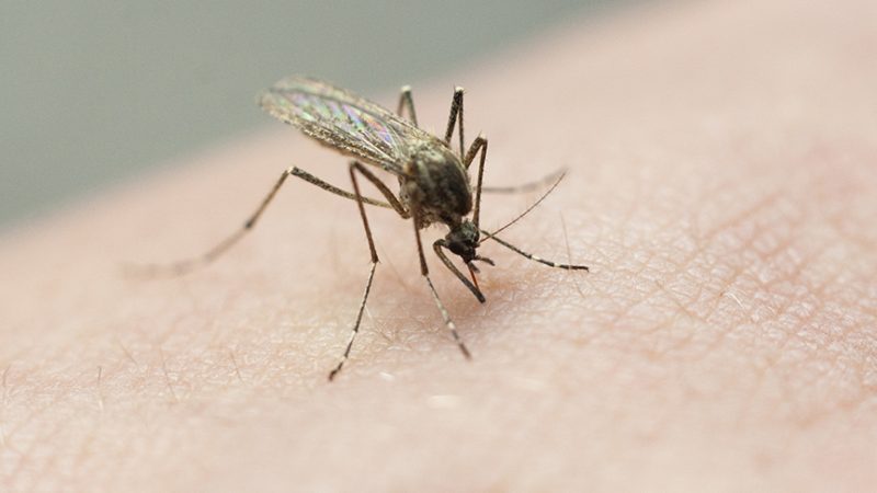 A close-up shot of a mosquito biting human skin, ready to ruin a Lubbock summer.