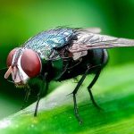 Great News, Lubbock: Flesh-Eating Maggots Are Devouring Texas Cattle, and the Feds Are Fresh Out of Horny Flies