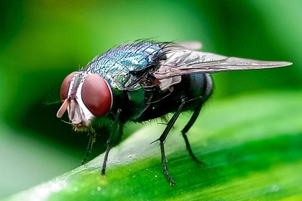Great News, Lubbock: Flesh-Eating Maggots Are Devouring Texas Cattle, and the Feds Are Fresh Out of Horny Flies