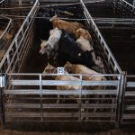 Canada To Texas Livestock: “Yeah, That’s A Hard No, Eh?” Thanks To Our New Flesh-Eating Parasite Friends