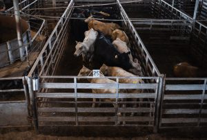 A high-angle shot of several head of cattle crowded inside the metal fenced lanes of a Texas auction barn holding pen.