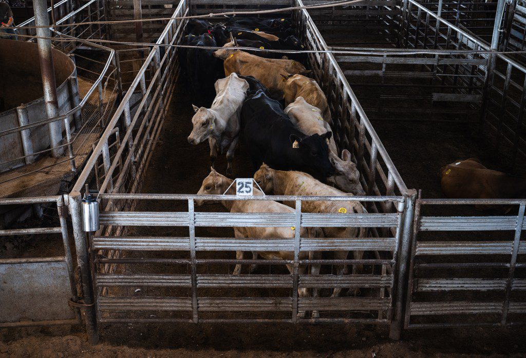 A high-angle shot of several head of cattle crowded inside the metal fenced lanes of a Texas auction barn holding pen.