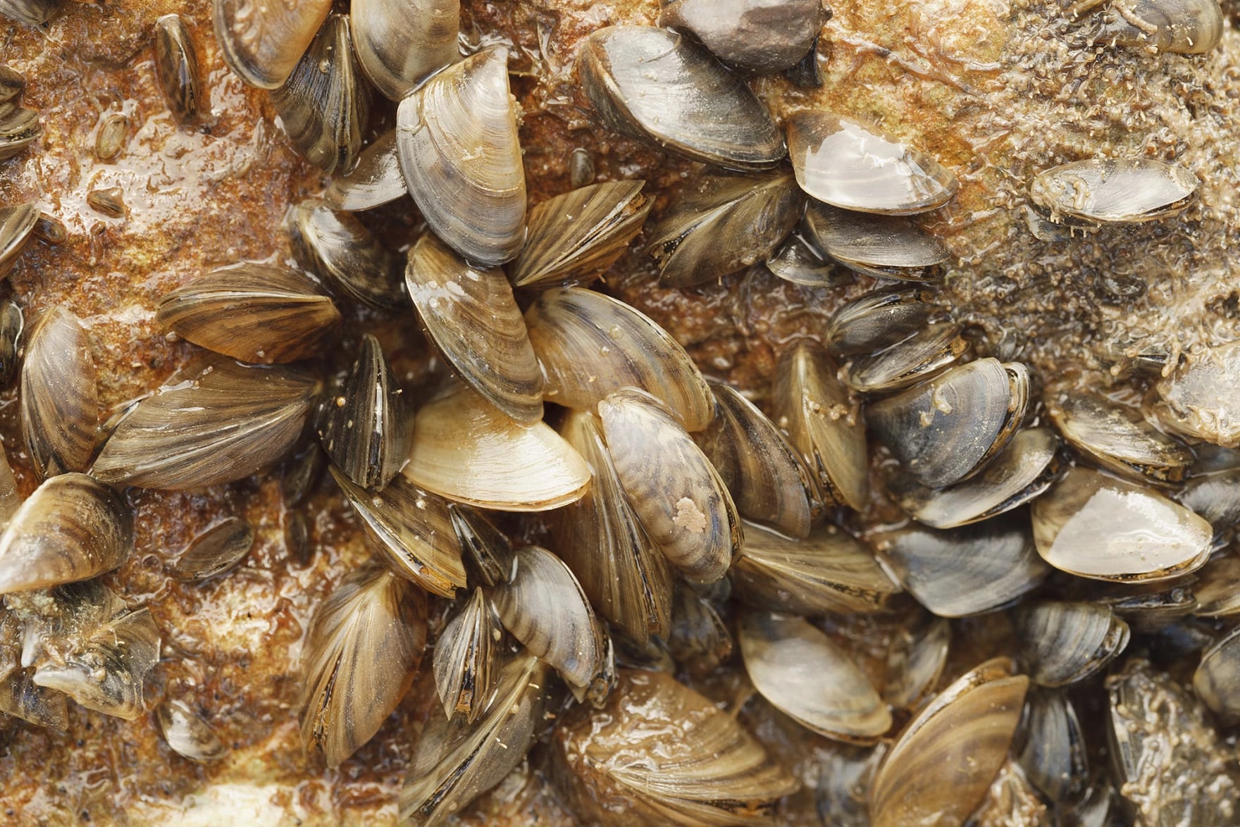 A cluster of invasive sharp-shelled zebra mussels clinging to rocks.